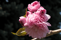 Vi�e� pilovit� 'Kiku-shidare-sakura'