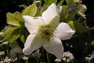 Helleborus niger