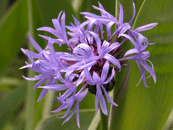 Chrpa horsk�