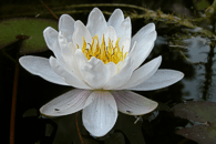 Lekn�n