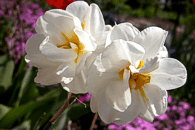 Narcis plnokv�t�