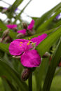 Pod�nka