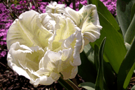 Tulip�n
