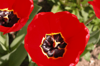 Tulip�n �erven�