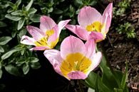 Tulip�n lesn�