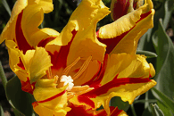 Tulip�n