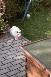Na na�eho drozd�ka Kevinu, kter� bydl� v kr�l�k�rn�, se chod� d�vat n�jak� ko�ka :-)